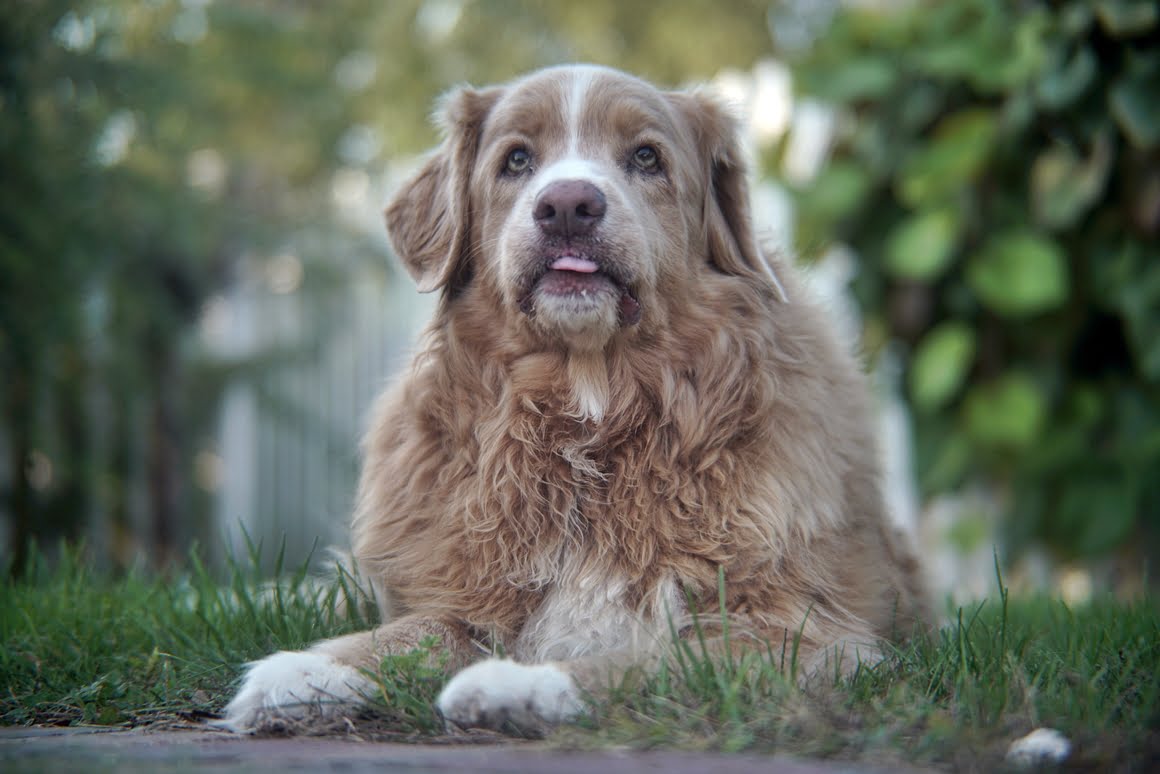 Sony-A7R-II-Voigtlander-Zoomar-36-82mm-f2,8-Toller-10
