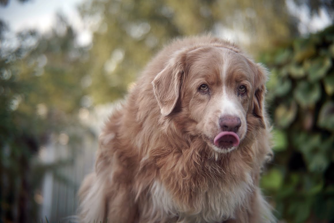 Sony-A7R-II-Voigtlander-Zoomar-36-82mm-f2,8-Toller-11