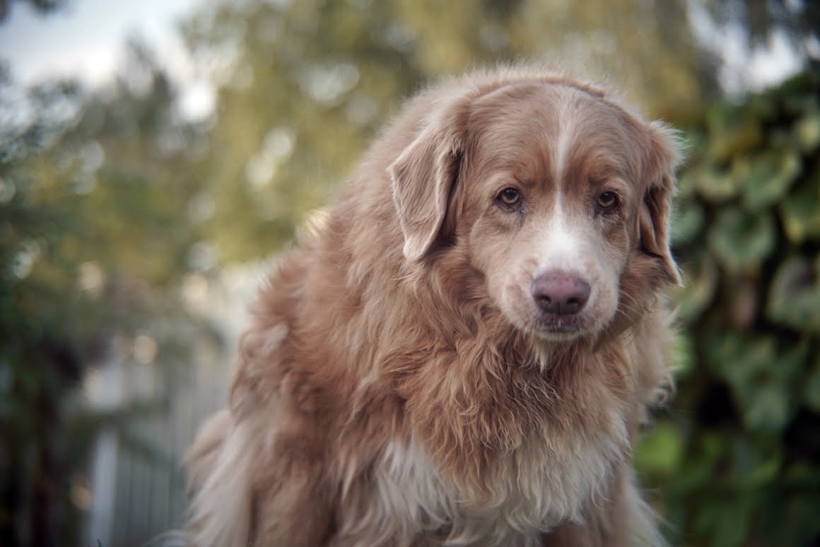 Sony-A7R-II-Voigtlander-Zoomar-36-82mm-f2,8-Toller-12