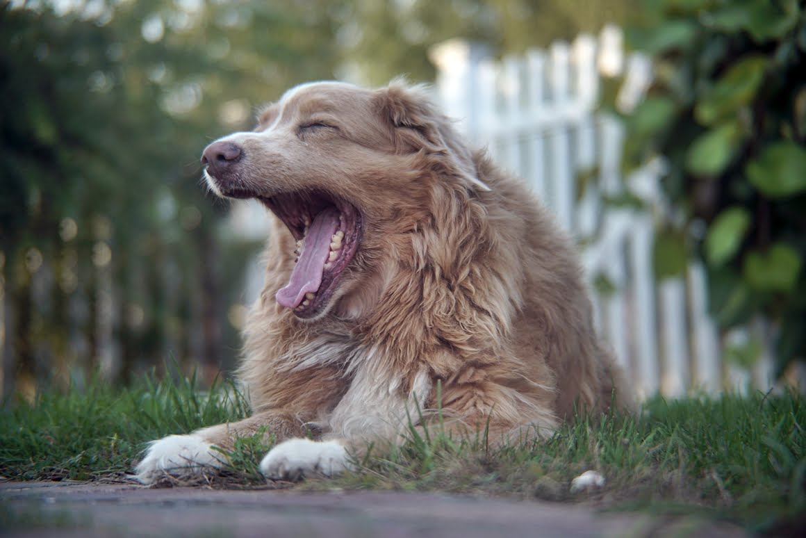 Sony-A7R-II-Voigtlander-Zoomar-36-82mm-f2,8-Toller-2
