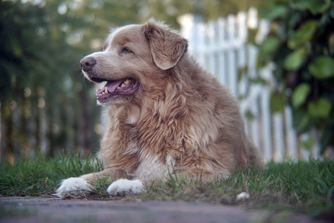 Sony-A7R-II-Voigtlander-Zoomar-36-82mm-f2,8-Toller-3