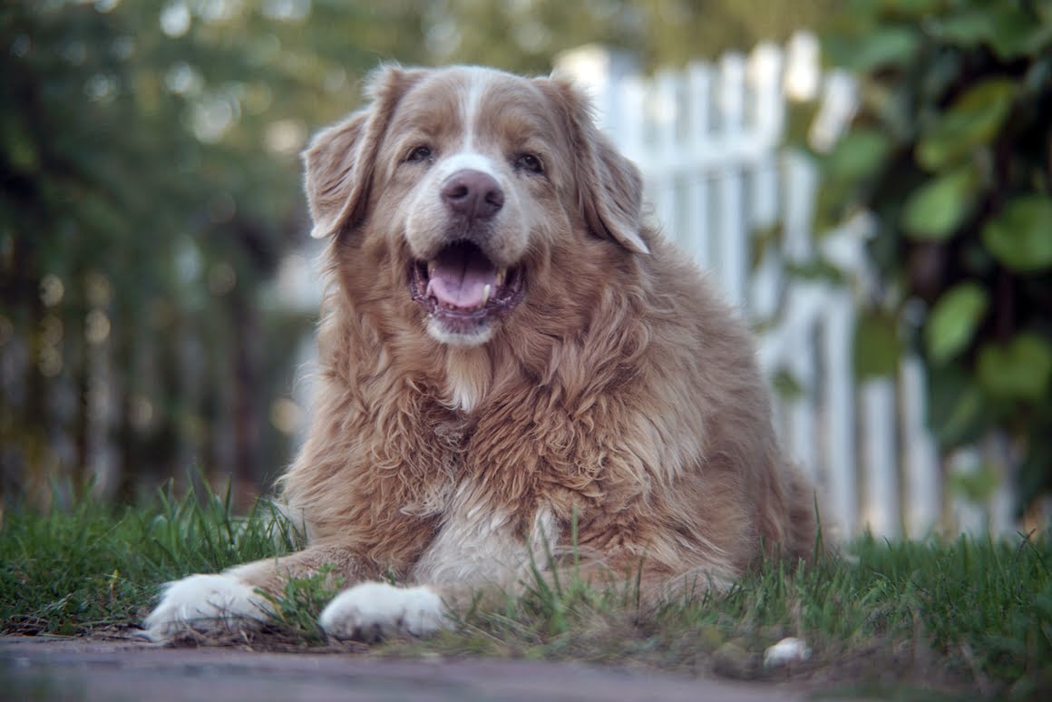 Sony-A7R-II-Voigtlander-Zoomar-36-82mm-f2,8-Toller-4