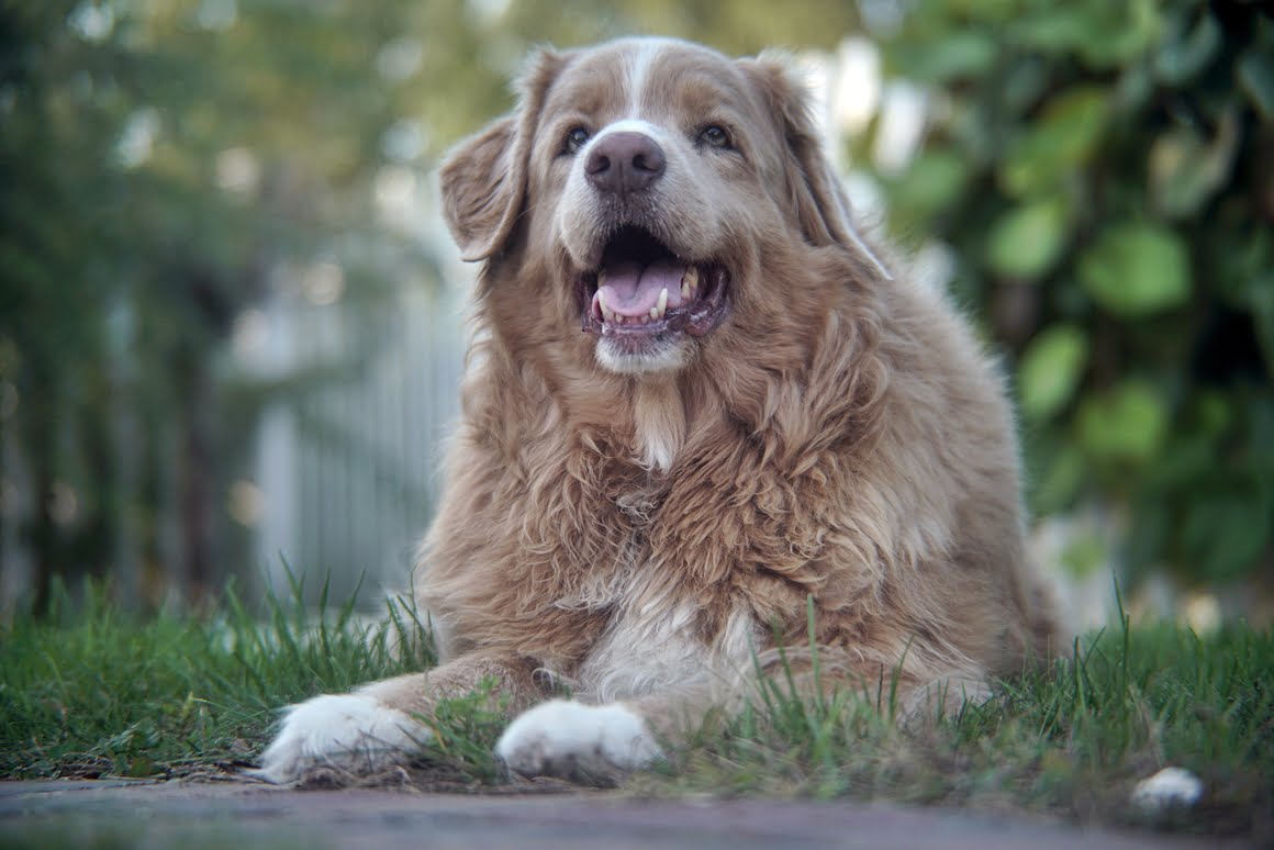 Sony-A7R-II-Voigtlander-Zoomar-36-82mm-f2,8-Toller-5