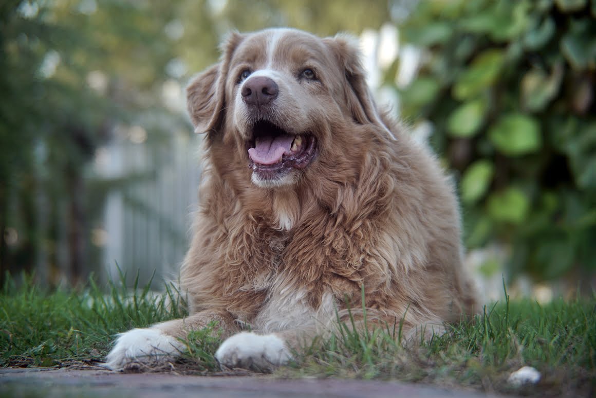 Sony-A7R-II-Voigtlander-Zoomar-36-82mm-f2,8-Toller-7