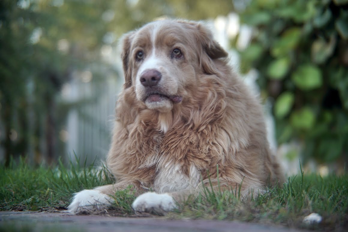 Sony-A7R-II-Voigtlander-Zoomar-36-82mm-f2,8-Toller-8