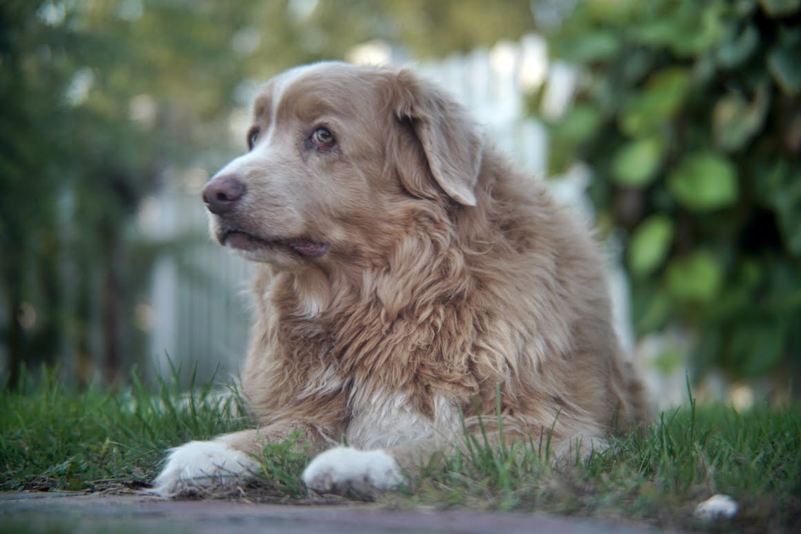Sony-A7R-II-Voigtlander-Zoomar-36-82mm-f2,8-Toller-9