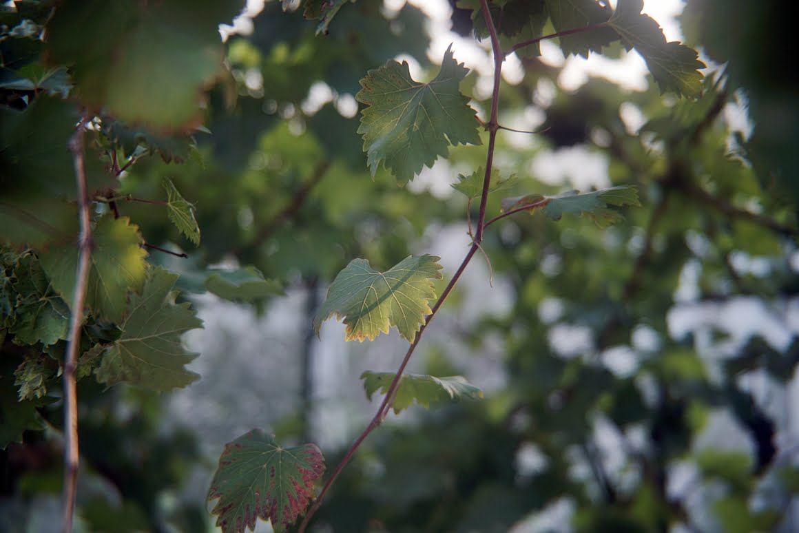 Sony-A7R-II-Voigtlander-Zoomar-36-82mm-f2,8-Vine-3