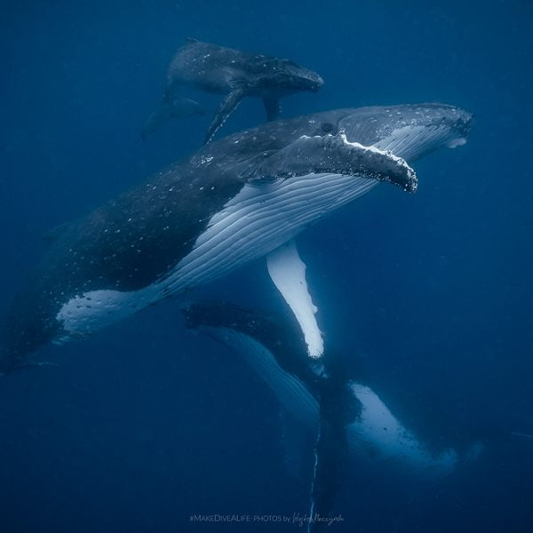 Wieloryby z Królestwa Tonga w obiektywie Wojtka Męczyńskiego