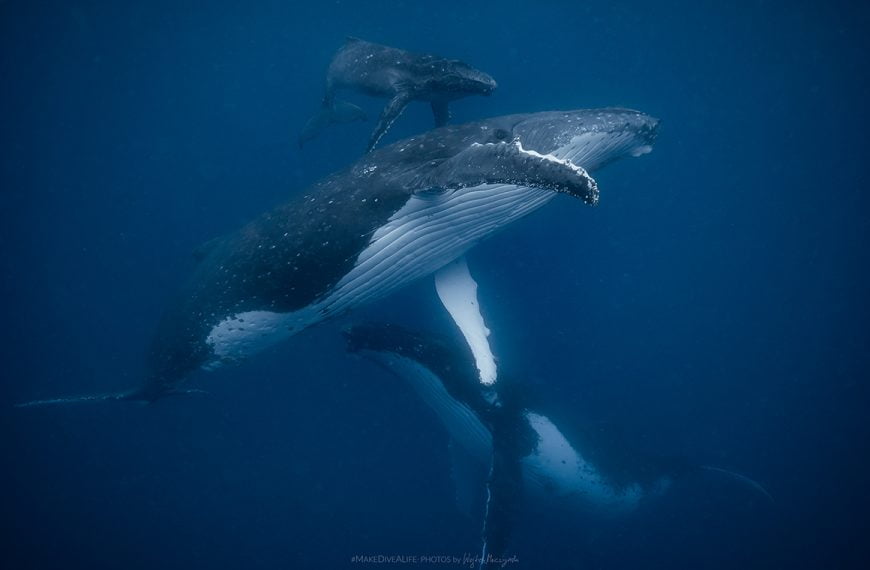 Wieloryby z Królestwa Tonga w obiektywie Wojtka Męczyńskiego