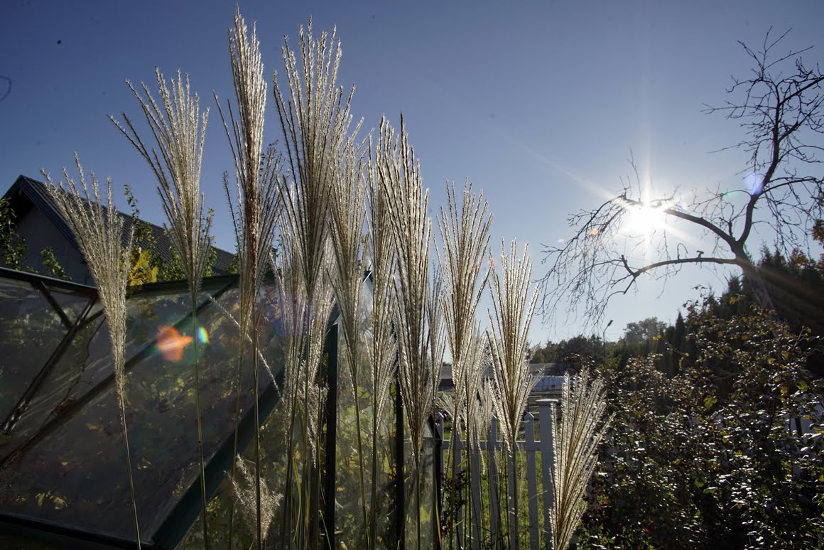 Canon-EF-20-35mm-f2,8L-Grass-20mm