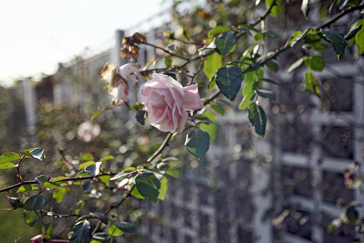 Canon-EF-20-35mm-f2,8L-Rose-20mm