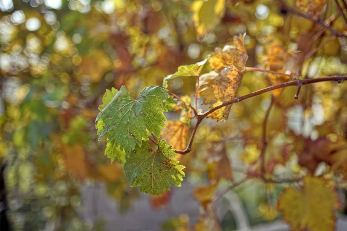 Canon-EF-20-35mm-f2,8L-Vine-35mm