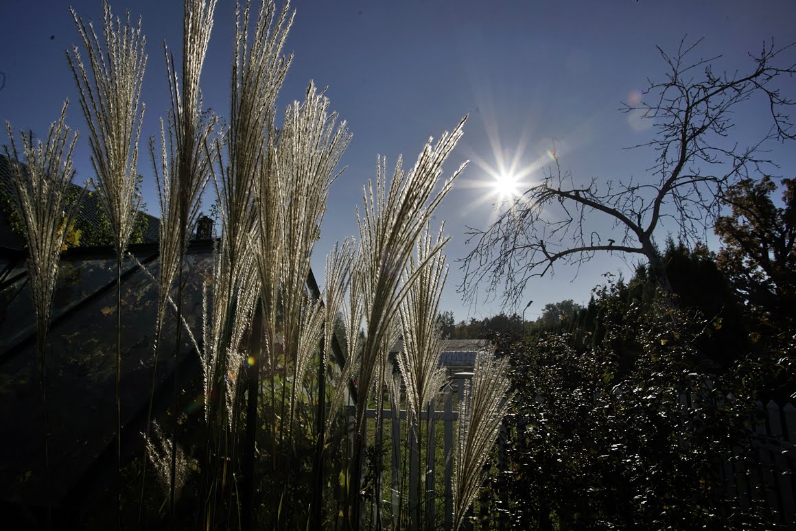 Canon-FD-20-35mm-f3,5L-Grass-20mm