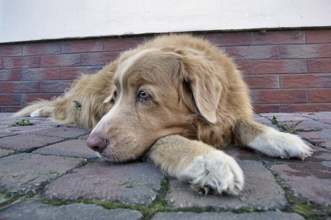 Canon-FD-20-35mm-f3,5L-Toller-20mm