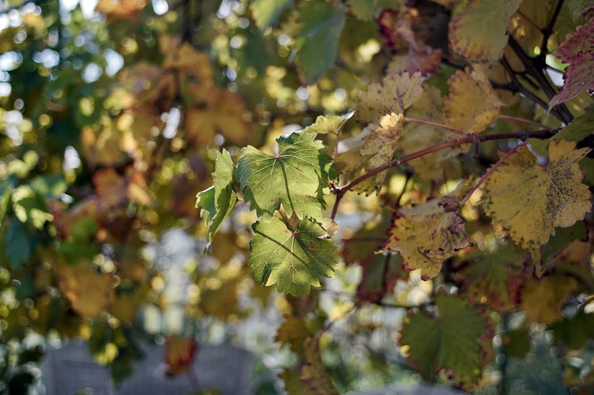 Canon-FD-20-35mm-f3,5L-Vine-20mm