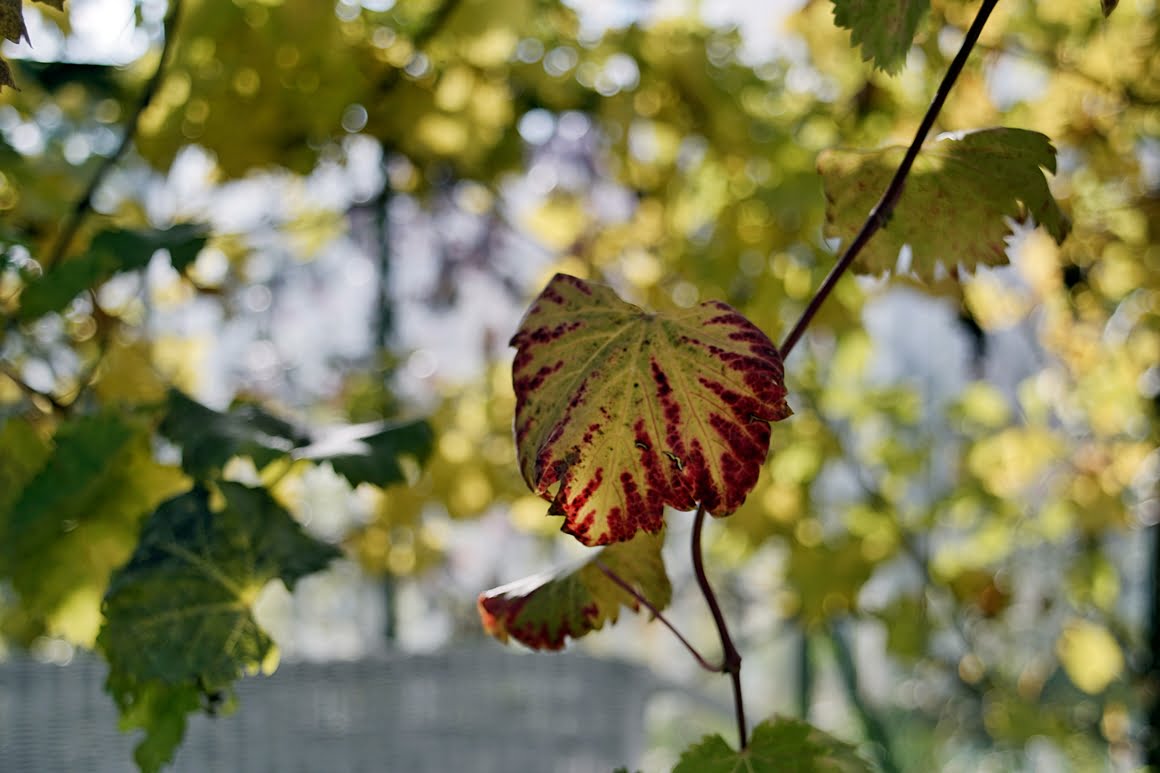 Canon-FD-20-35mm-f3,5L-Vine-35mm
