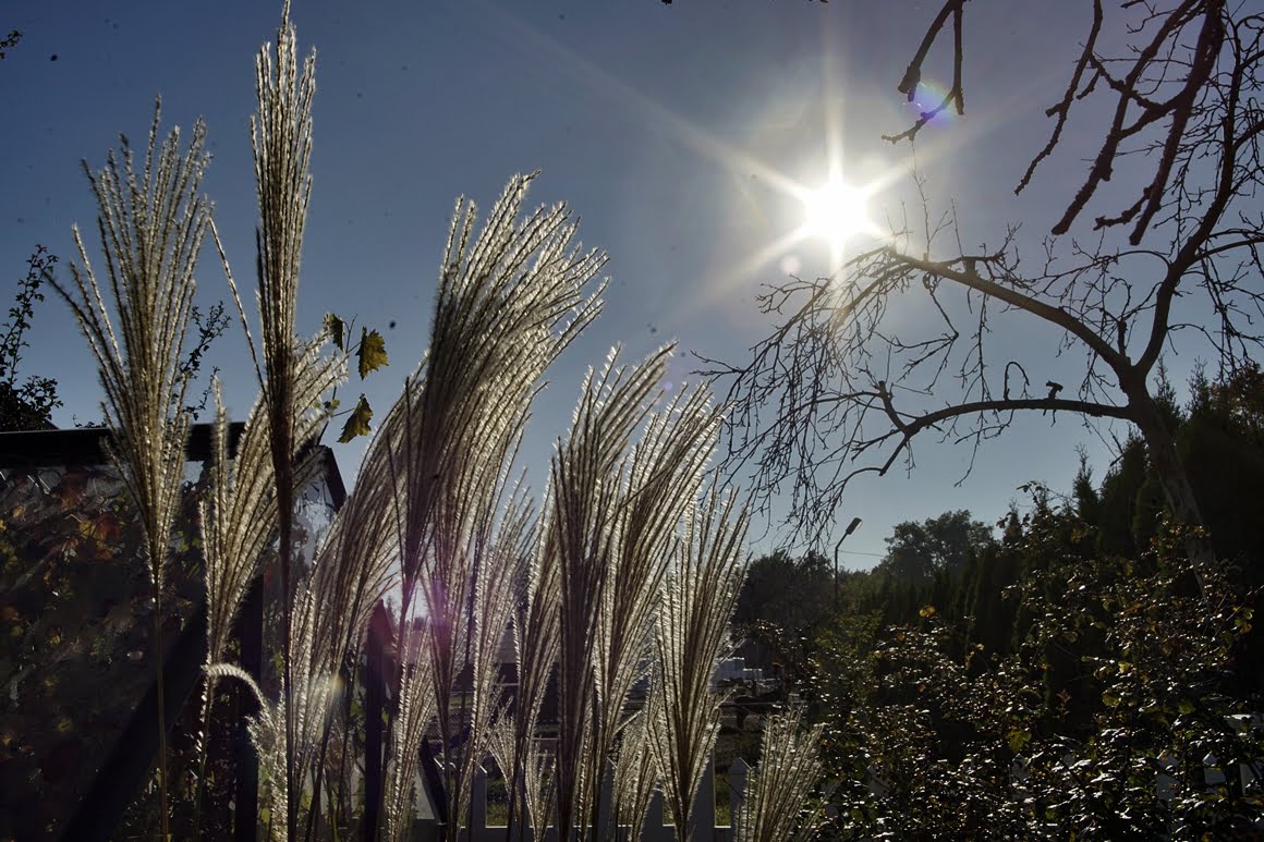 Canon-FD-24-35mm-f3,5L-Grass-24mm
