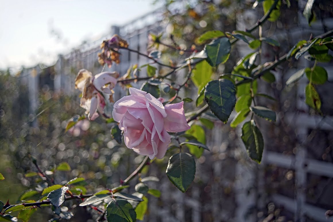 Canon-FD-24-35mm-f3,5L-Rose-35mm