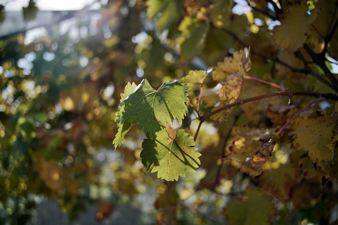 Canon-FD-24-35mm-f3,5L-Vine-35mm