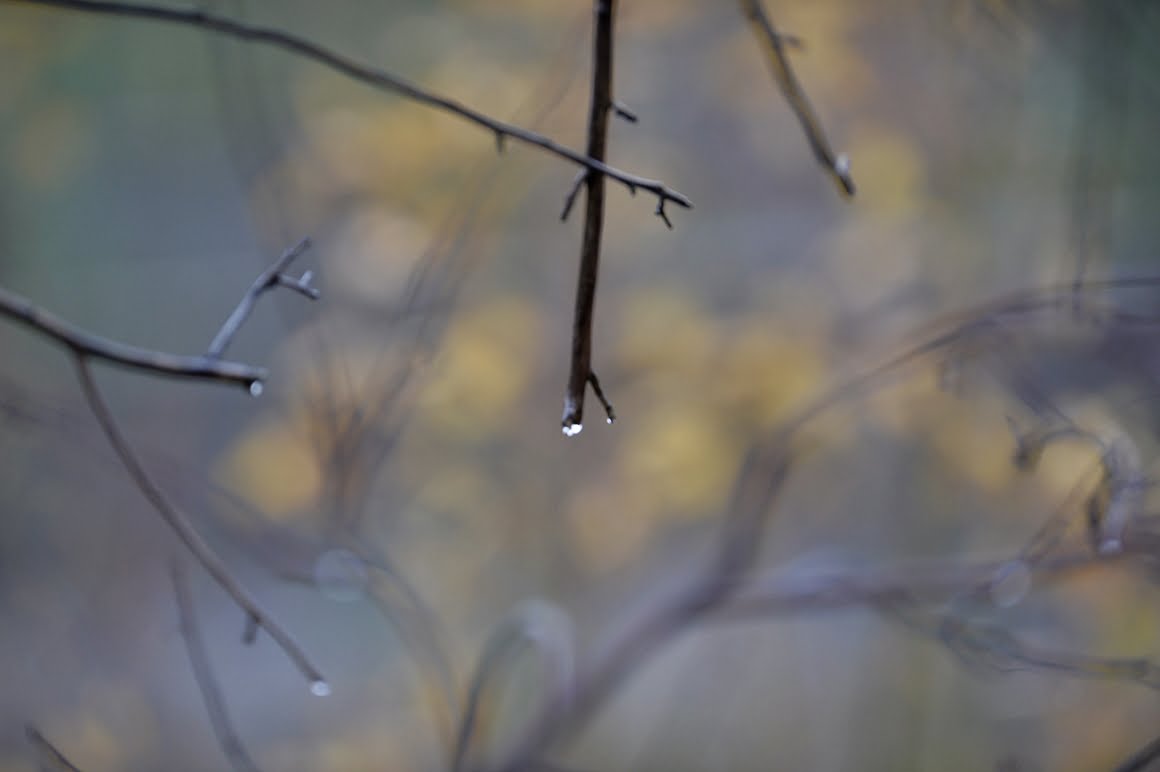 Nikon-Df-Branches