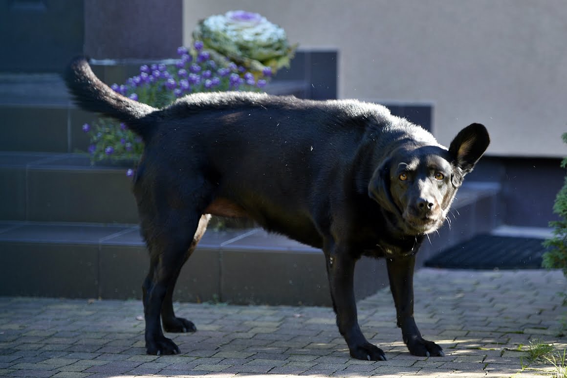 Nikon-Df-Dog-1