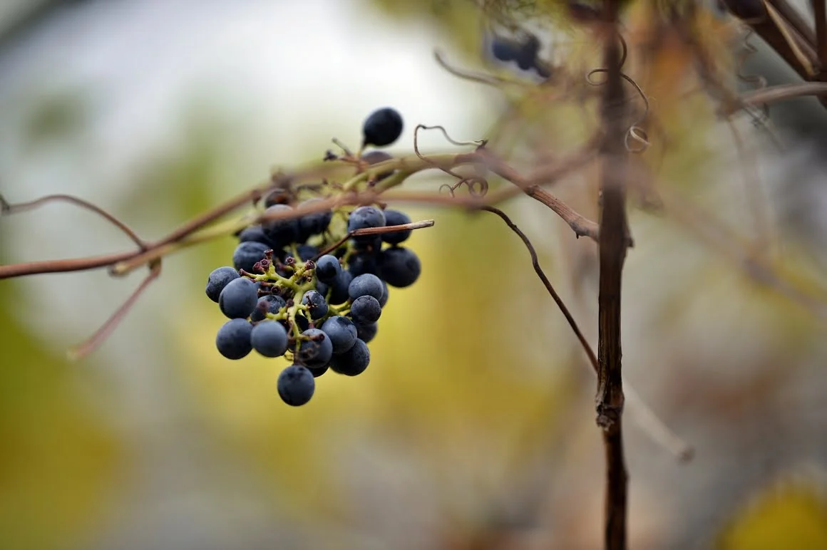 Nikon-Df-Grapes