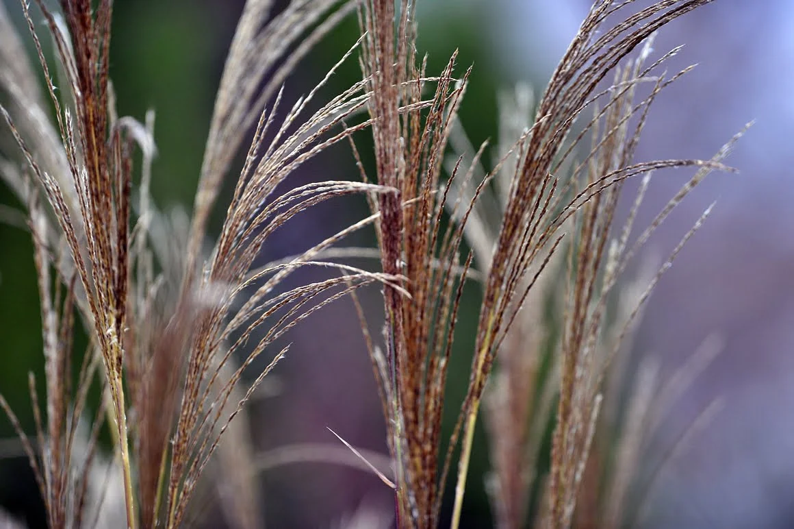Nikon-Df-Grass-1