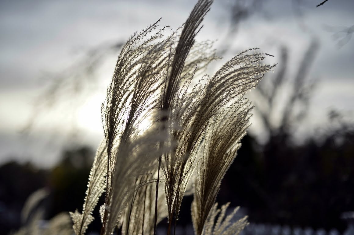 Nikon-Df-Grass-2