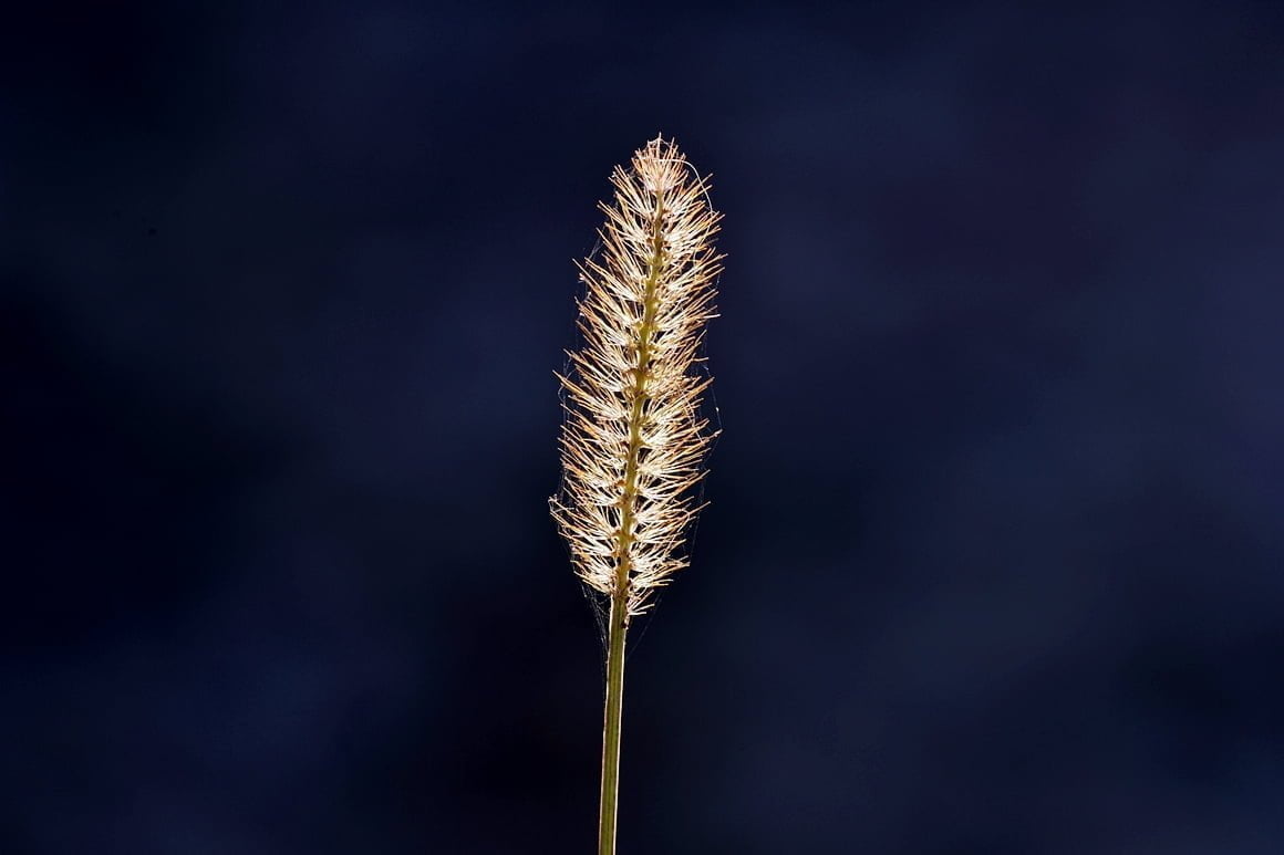 Nikon-Df-Grass-3