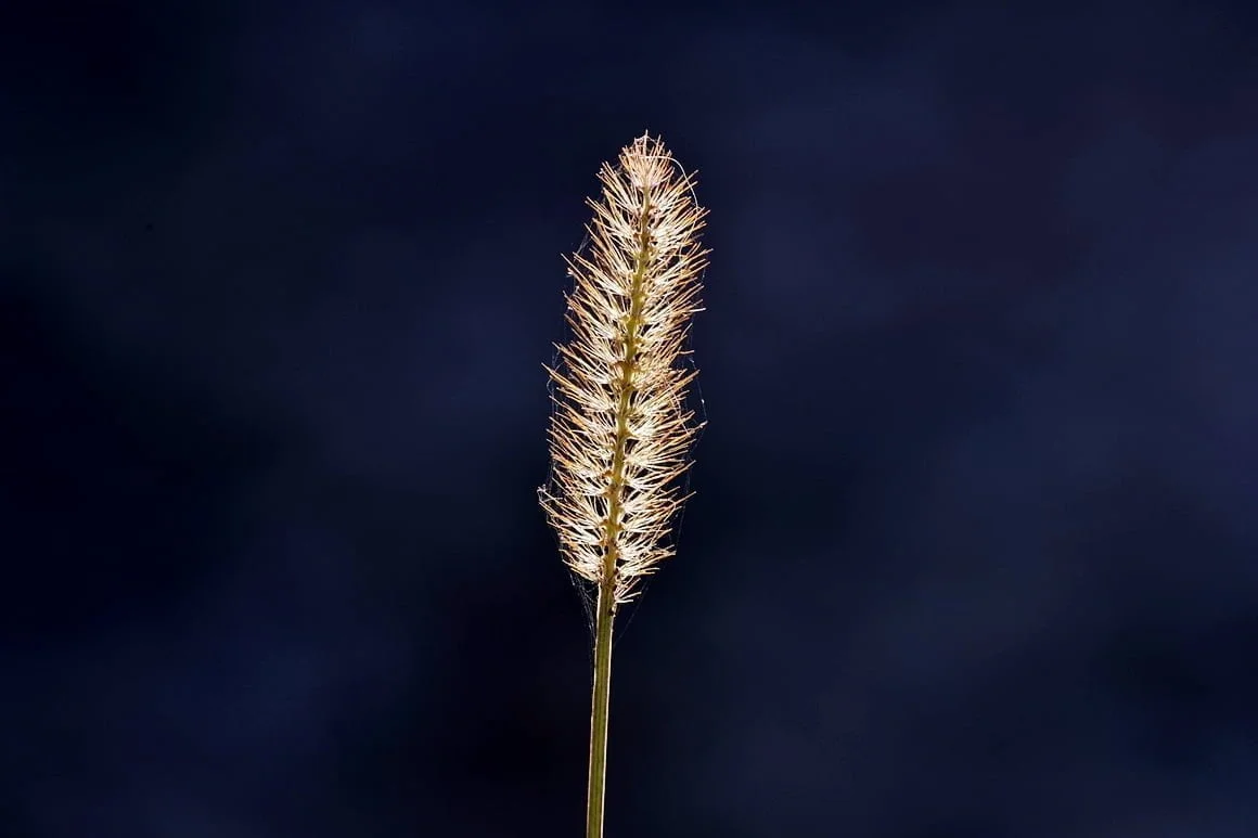 Nikon-Df-Grass-3