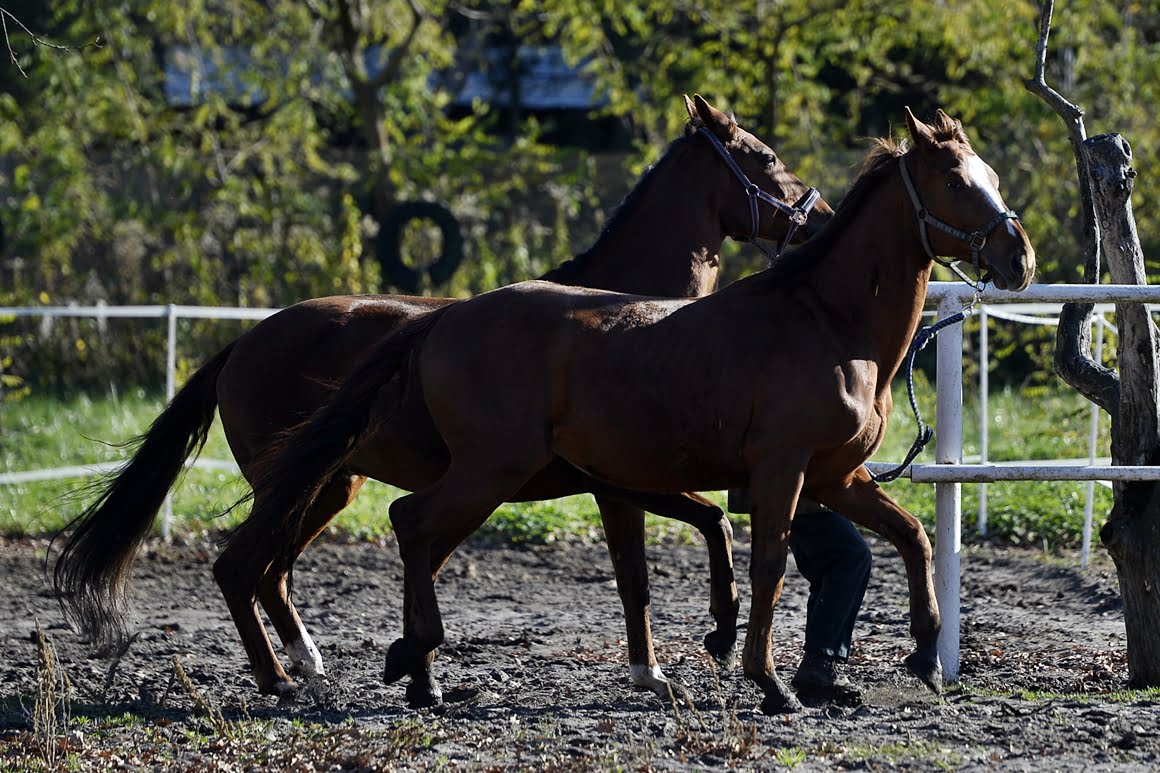 Nikon-Df-Horses