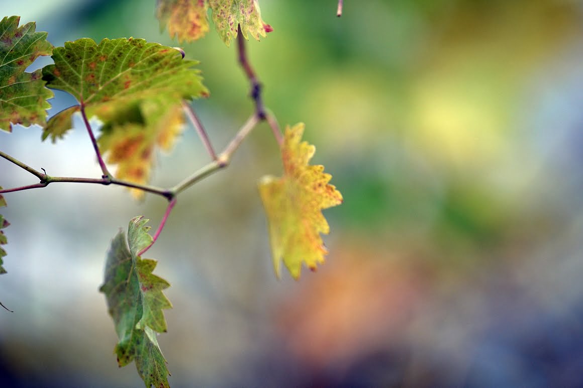 Nikon-Df-Leaves-2