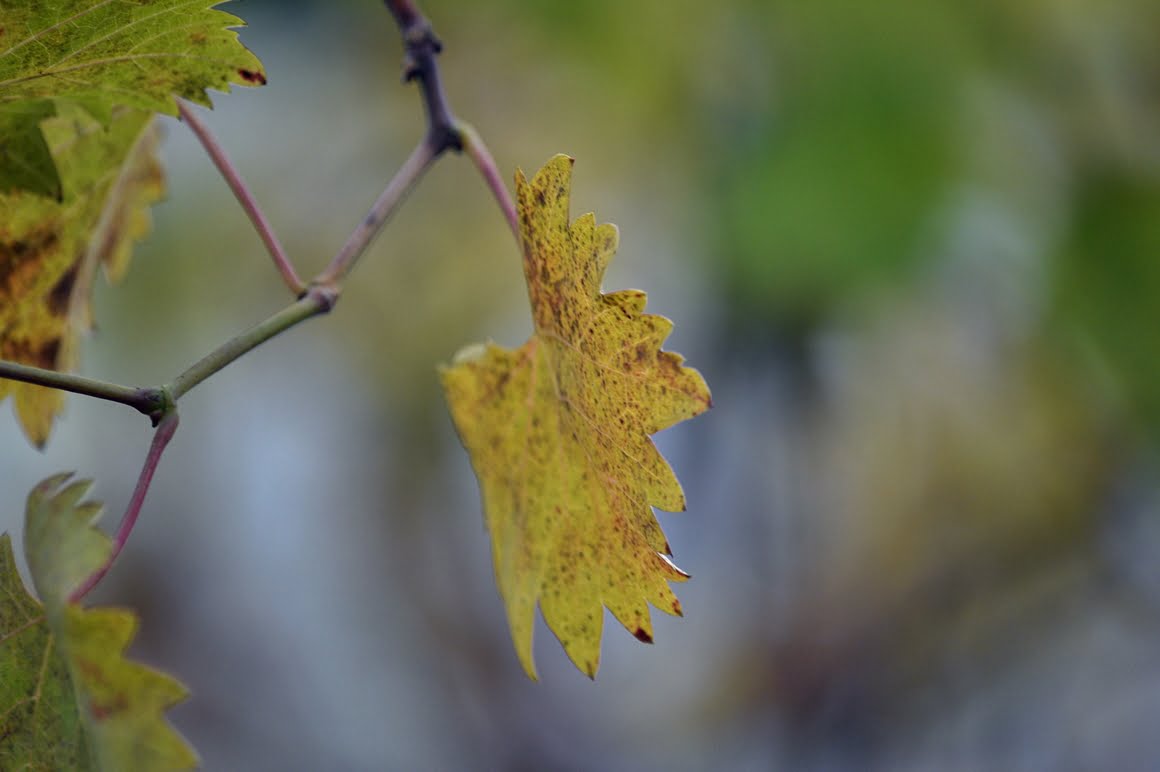 Nikon-Df-Leaves-3