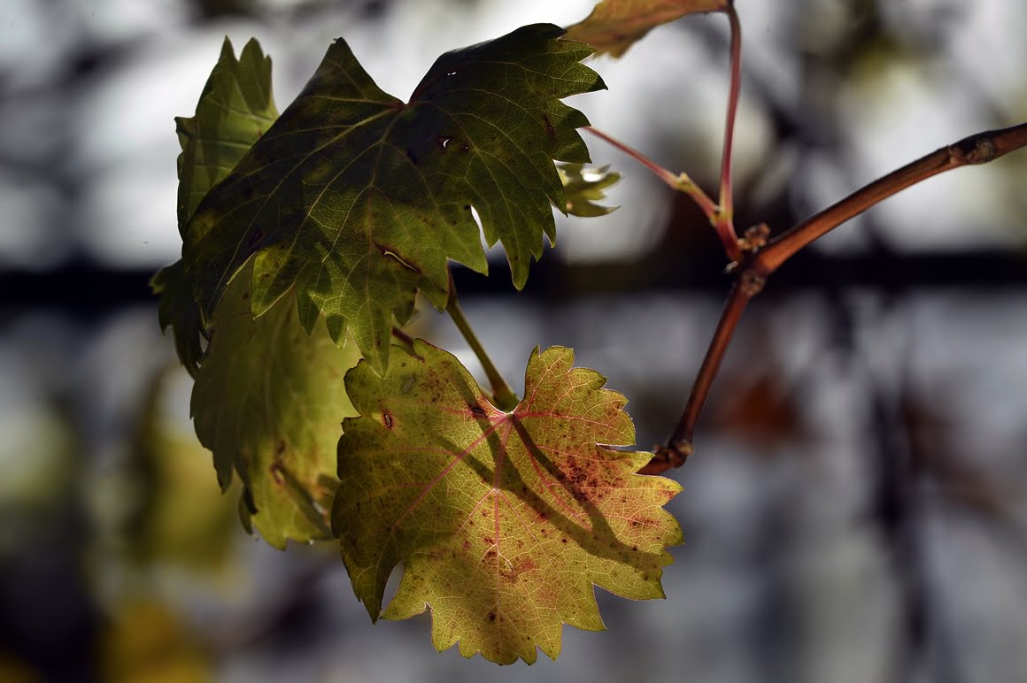 Nikon-Df-Leaves-4