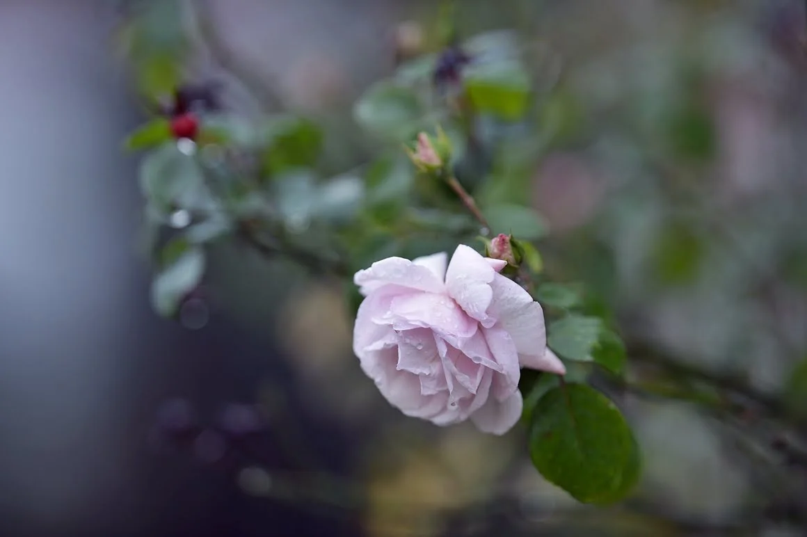 Nikon-Df-Rose