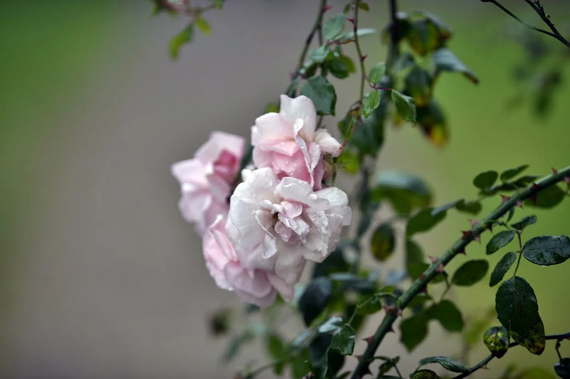 Nikon-Df-Roses-2