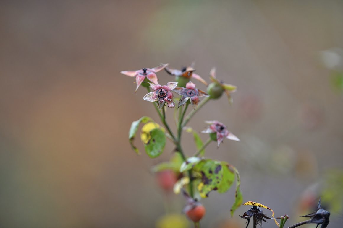 Nikon-Df-Roses-3