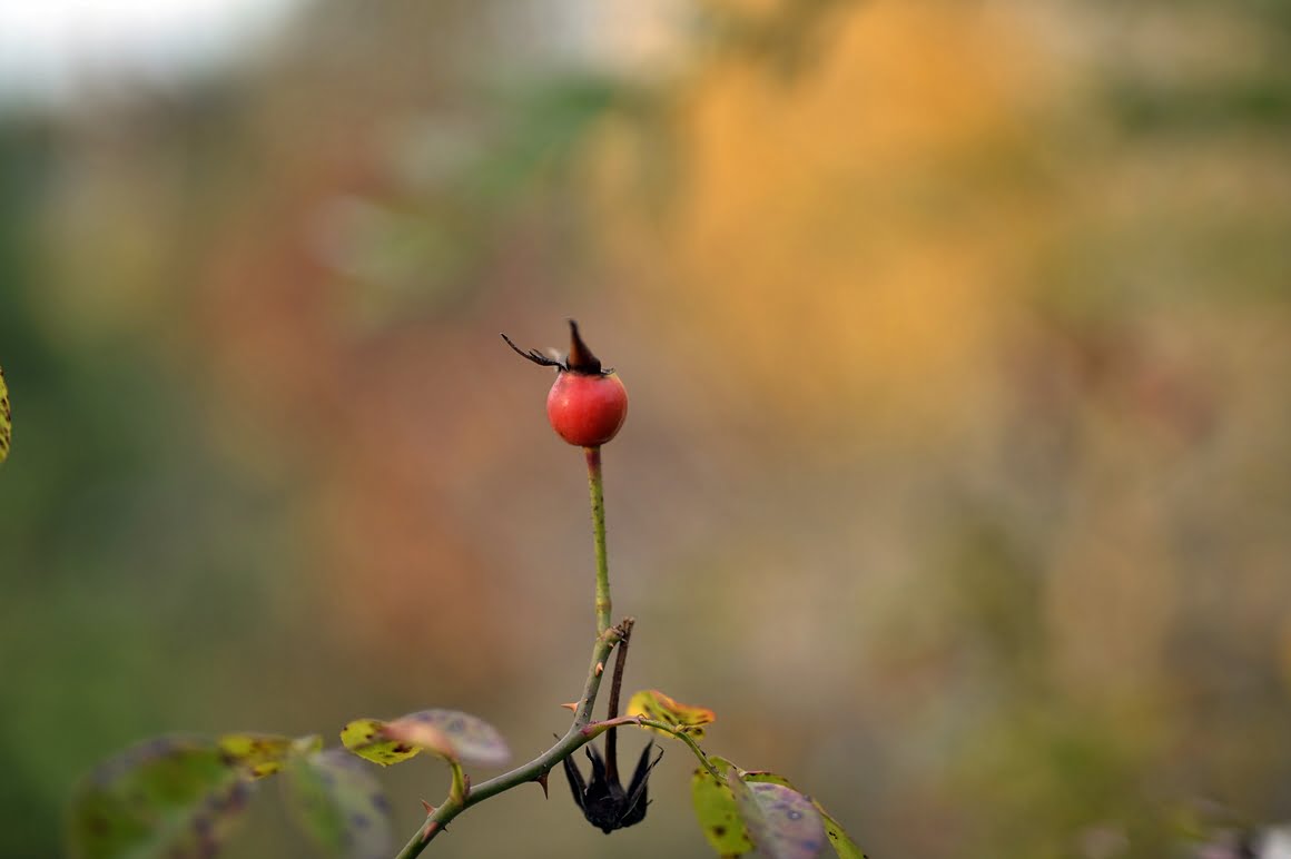 Nikon-Df-Roses-4