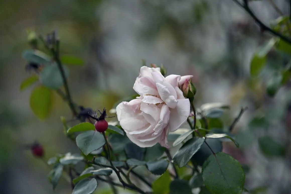Nikon-Df-Roses-5