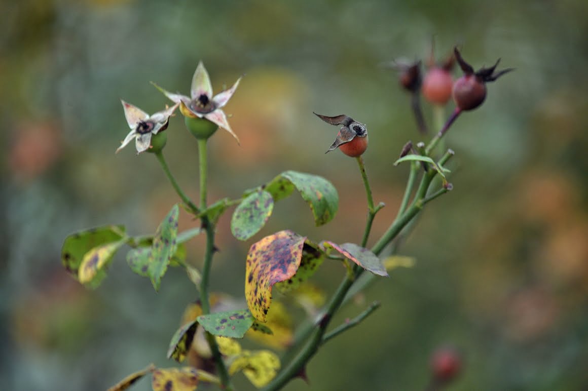 Nikon-Df-Roses-7