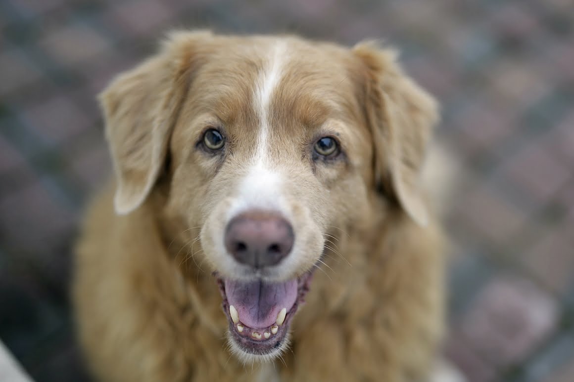Nikon-Df-Toller-3