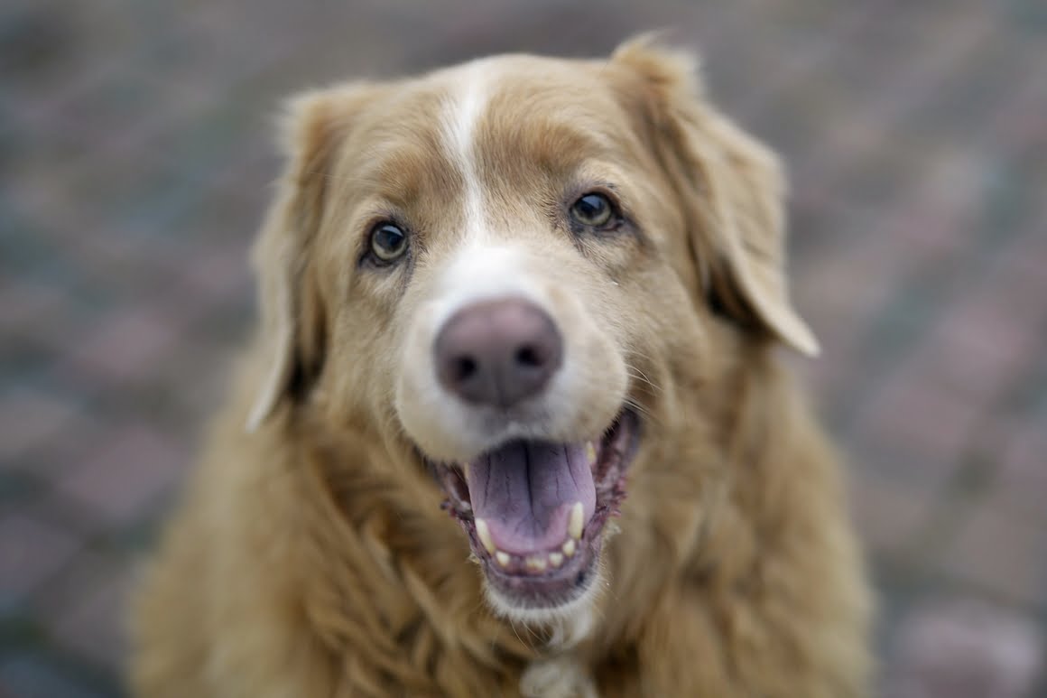 Nikon-Df-Toller-4