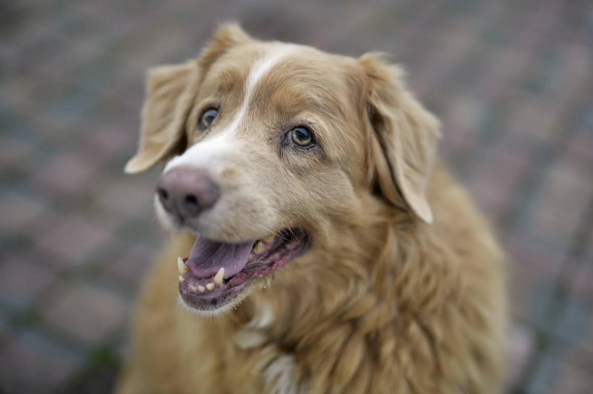 Nikon-Df-Toller-5