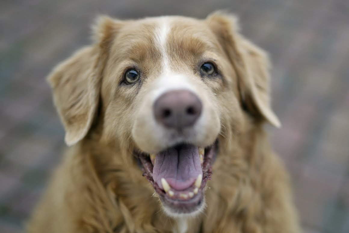 Nikon-Df-Toller-6
