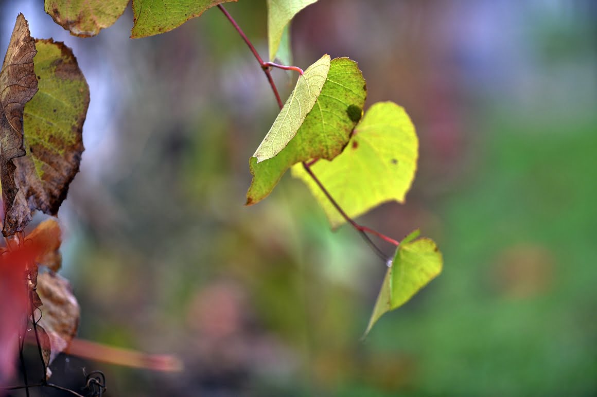 Nikon-Df-Vine-1