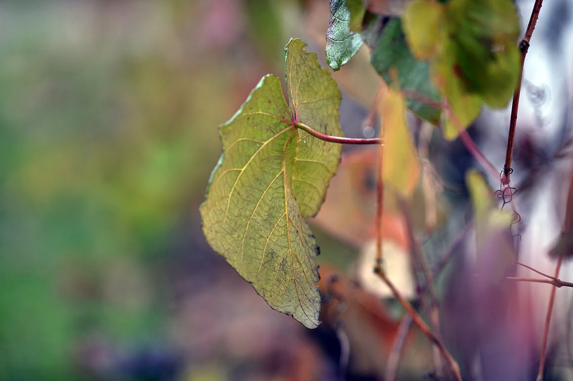 Nikon-Df-Vine-2