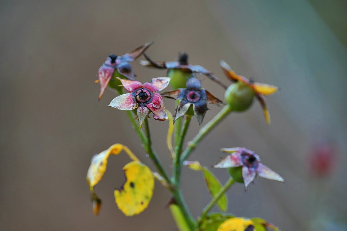 Sigma-60-600-Plants-2