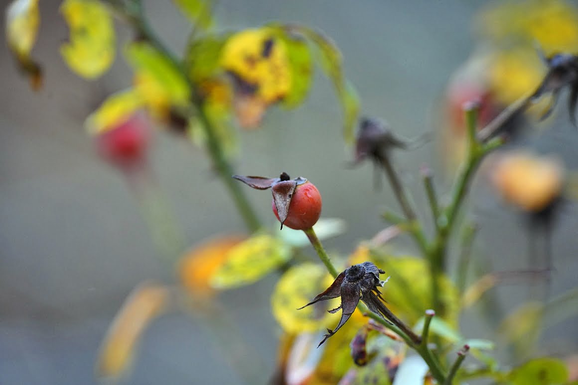 Sigma-60-600-Plants-22