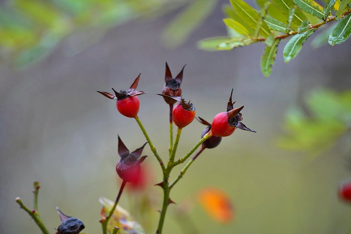 Sigma-60-600-Plants-23