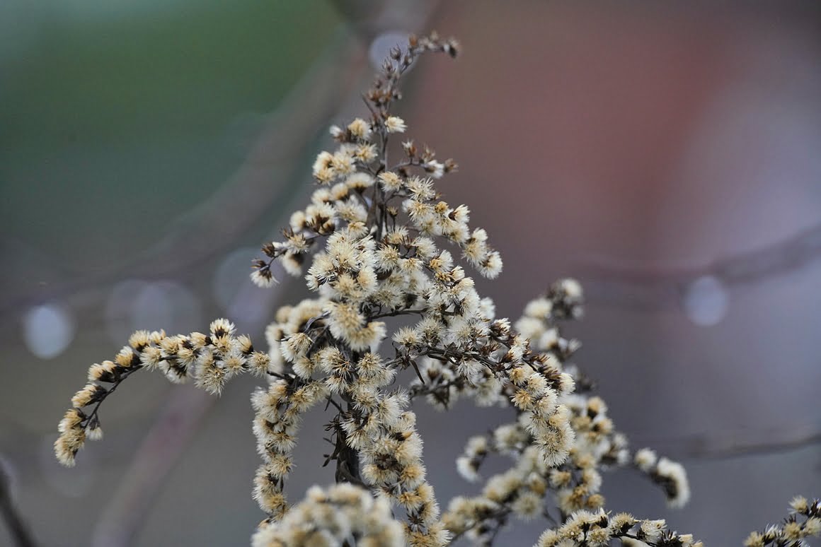 Sigma-60-600-Plants-24